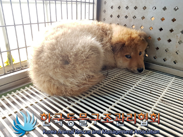 한국동물구조관리협회_411300202500020